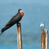 Fregatka vznesena - Fregata magnificens - Magnificent Frigatebird 9827